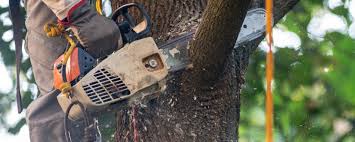 Best Tree Fertilization  in Galena, IL