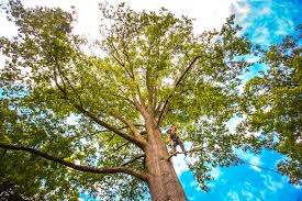 Trusted Galena, IL Tree Removal Experts