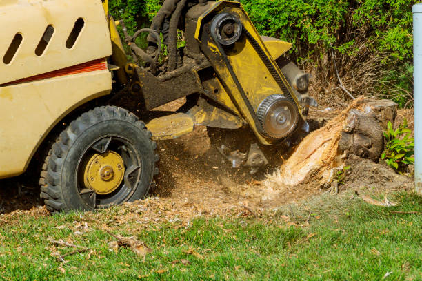 How Our Tree Care Process Works  in  Galena, IL